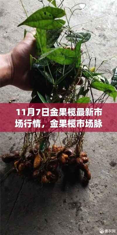 11月7日金果榄市场行情深度解析,市场脉动与最新行情概览