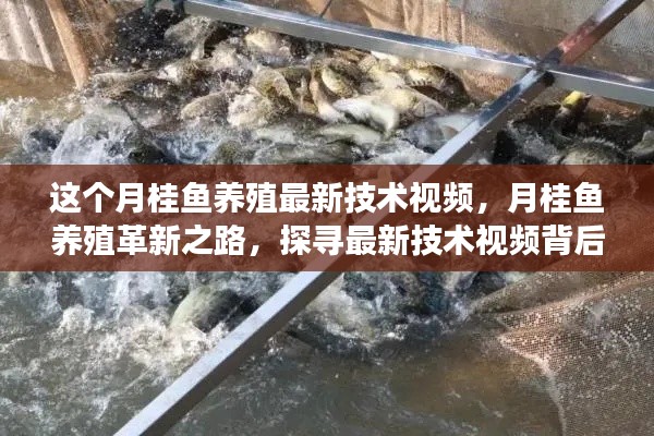 月桂鱼养殖革新之路,探寻最新技术视频背后的故事与最新技术实践分享
