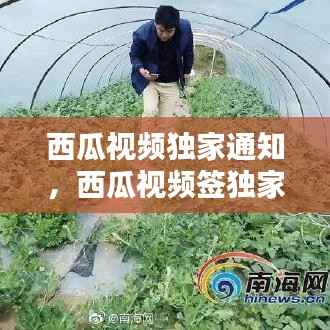 西瓜视频独家通知,西瓜视频签独家与不签的区别