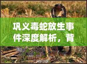 巩义毒蛇放生事件深度解析,背后的故事与启示