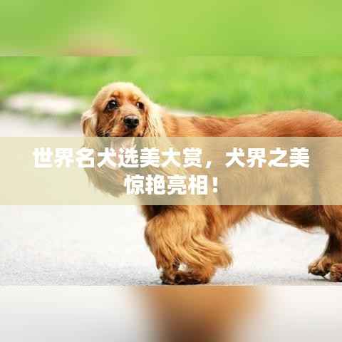 世界名犬选美大赏，犬界之美惊艳亮相！